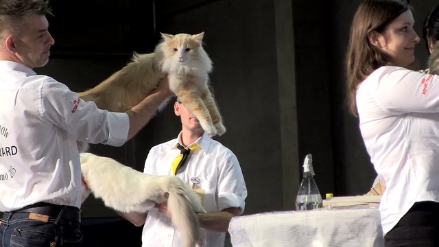 Всемирная выставка кошек Fife World Show 25 октября 2015г Malmö, Sweden www.coonplanet.ru
