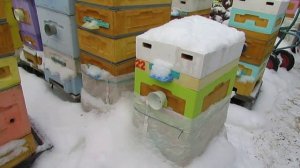 плохая зимовка пчел и сырость в гнезде - причины и способы помощи пчелам