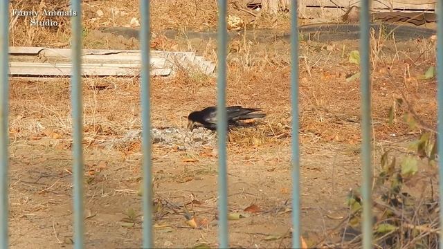 Грачи собирают орехи с дерева - Птицы России смотреть онлайн