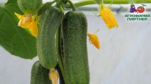 7 огурцов, о которых должен знать каждый дачник