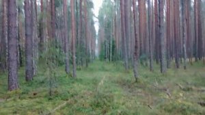 Боровики (Boletus pinophilus). Начало грибного слоя