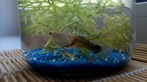 Рыбки. Самка гуппи рожает мальков. The female guppy gives birth to fry