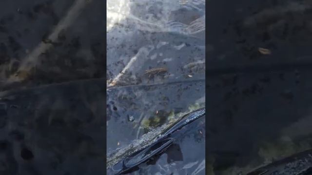 #тритон #ящерица #земноводные смотреть онлайн