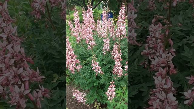 Идеи для дизайна сада - ЯСЕНЕЦ смотреть онлайн