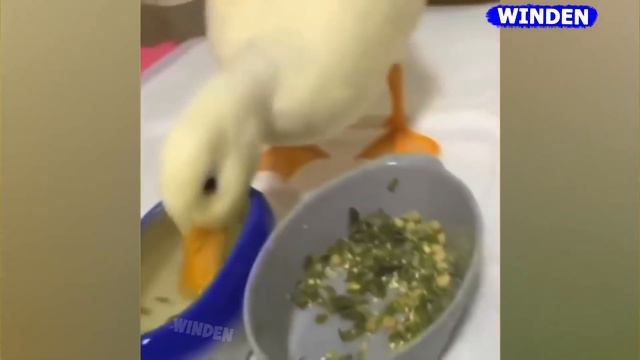 Я РЖАЛ ПОЛ ЧАСА!😂 СМЕШНЫЕ ЖИВОТНЫЕ!😺 ПОПРОБУЙ НЕ ЗАСМЕЙСЯ!😅 смотреть онлайн