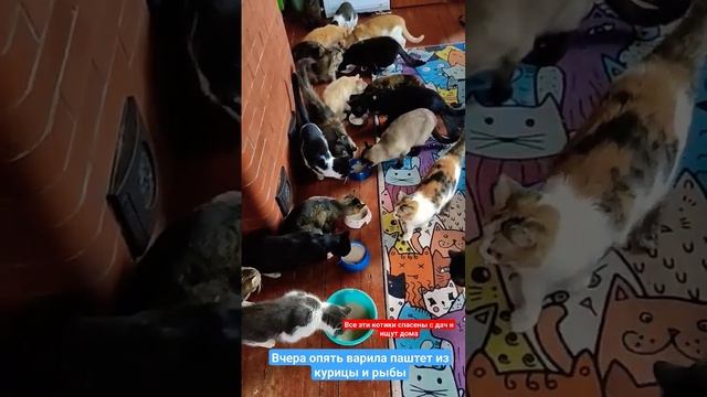 2 августа 2033 #animalrescueed #дача #животные #питомцы #санктетербург #кошки