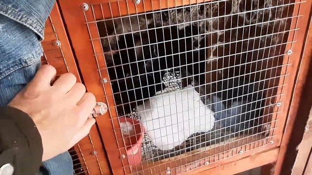 как зимуют мои кролики. смотреть онлайн