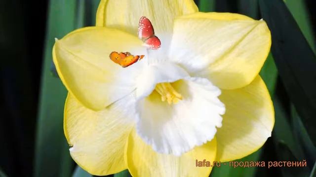 Нарцисс обыкновенный Авалон (narcissus nartsiss) ? обзор: как сажать, луковицы нарциссы Авалон смотреть онлайн