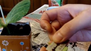 14 - Прививка арбуза уколом в точку роста