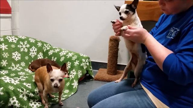 Lola Chi-Chi and Hershey 2 Adopted Chi-Chi for 501c3 Rescue in in Manahawkin NJ