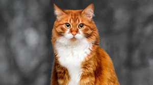 Продуктовый ролик "Впитывающий кукурузный наполнитель Gamma"