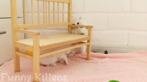 Британские котята играют  _ Милые забавные котята _ Вместе веселее.mp4