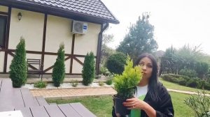 Купрессоципарис голд ривер. Ураа! Вас уже 1000 человек. Дарю подарок!