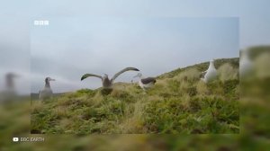 Самые Странные Брачные Игры у Животных