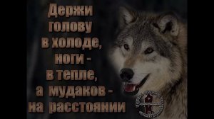 Песня про волка!!!Может и ты в душе волк?!!