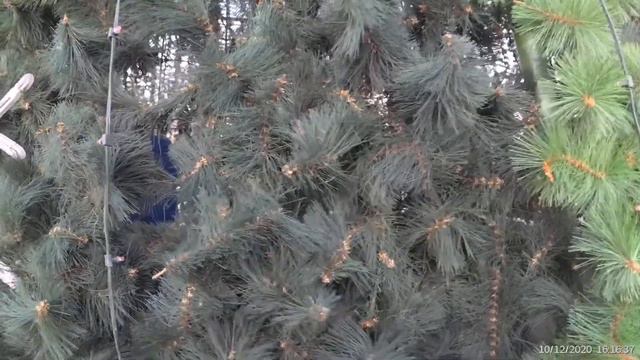 Луганск, Экстренные Новости! Главная Ёлка ПОЧТИ ГОТОВА, 10 декабря 2020 смотреть онлайн