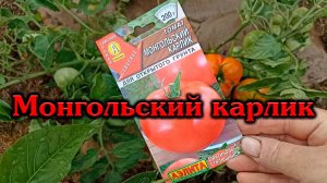 Обзор томата Монгольский карлик