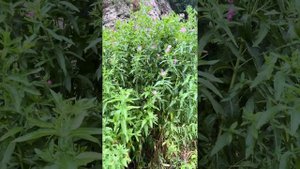 Кипрей  волосистый, мохнатый!  # РУБРИКА ЛЕКАРСТВЕННЫЕ ТРАВЫ! #