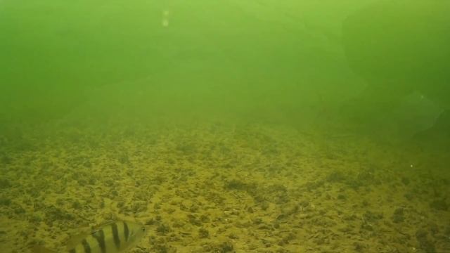 Рыбалка с подводной камерой. Съёмки под водой. Ловля плотвы и окуня. смотреть онлайн