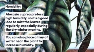 Alocasia Cuprea Care