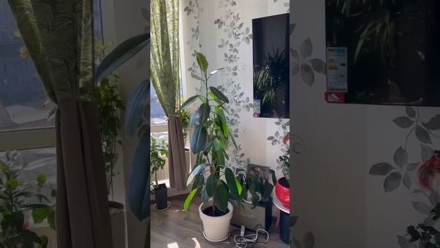 Пальма Арека Дипсис уход и нюансы выращивания смотреть онлайн