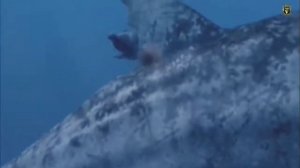 Марианская впадина. Тайны самой глубокой морской впадины мира!