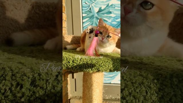 Зеленоглазая плюшечка, в дорогом окрасе! Золотая шиншилла, окрас ny12, кошечка в продаже! ?