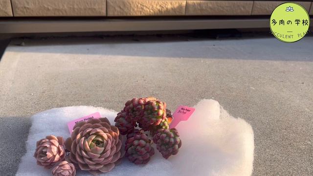 群生多肉がヤバすぎた(/// ^///) まるで花束のような多肉 смотреть онлайн