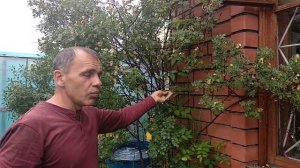 Глициния Blue Moon Южный Урал