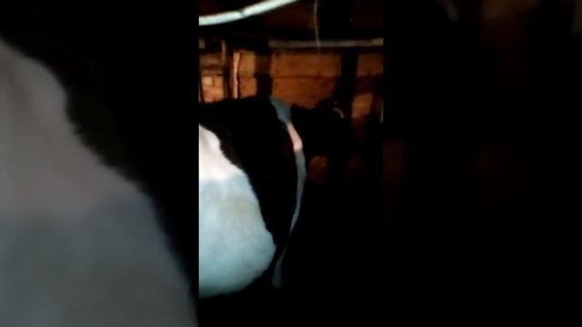 Как увеличить надои зимой.