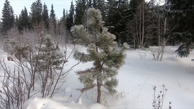 Чарующая красота зимнего леса. Февраль.