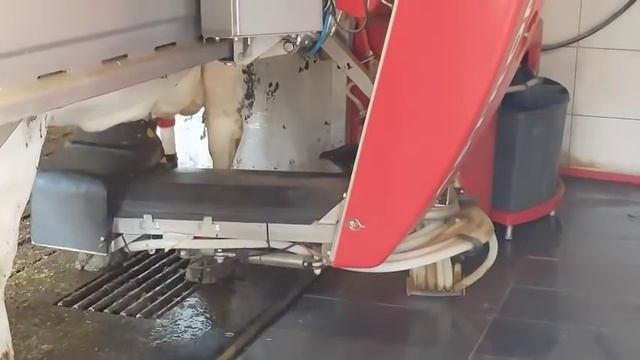 Чудо техники и коровы с очень большим выменем смотреть онлайн