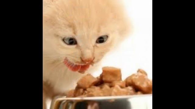 сравнить корма для кошек