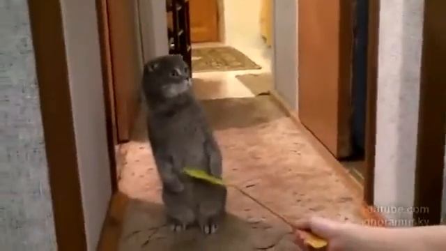 Кот услышал дверной звонок и очень удивился смотреть онлайн