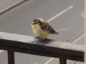 Милый птенец лазоревки