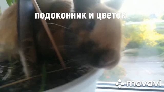 Только кролик Макс))) Max rabbit only #кролик #видеоскроликом #смешныеживотные