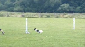 agility papillon - OPSION 2021