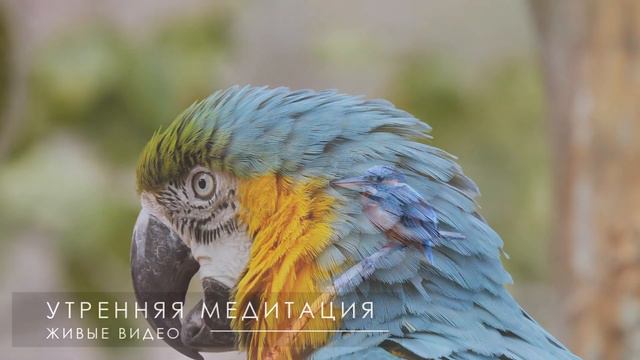 Утренняя медитация благодарность себе / Удели себе время на восстановление