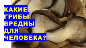 Какие грибы вредны для человека? И Почему?Which mushrooms are harmful to humans?And why are they har