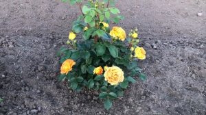 ЧУДО ЦВЕТОК! ОТЛИЧНЫЙ КОМПАНЬОН К РОЗАМ. РОЗЫ. МОИ КРАСОТКИ ЗАЦВЕЛИ! РОЗАРИЙ. НОВЫЕ ИДЕИ И ПЛАНЫ!