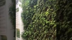 The Green Wall Зеленая стена из живых растений