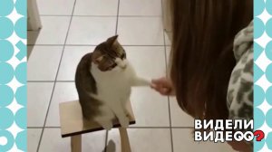 Дрессированный кот. Видели видео? Фрагмент выпуска от 11.05.2020