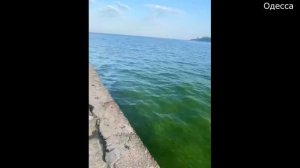 В Одессе зелёное море стало после разрушения Каховской ГЭС.