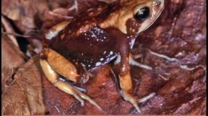 Земноводные (лягушки и жабы) Часть-2-Уникальные формы жизни