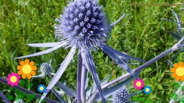 Синеголовник плосколистный. Краткий обзор, описание характеристик Eryngium Alpinum