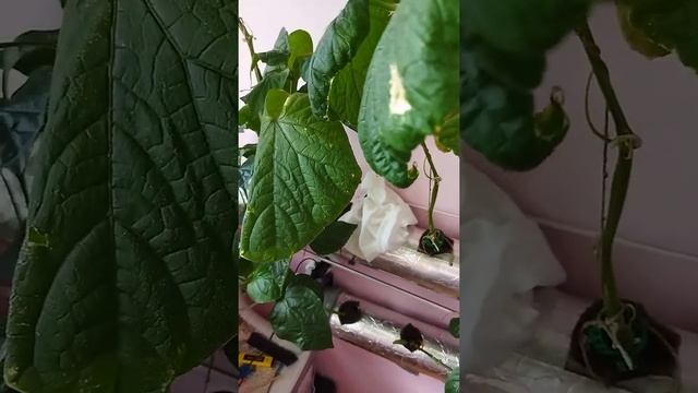 Гидропоника дома на балконе. смотреть онлайн