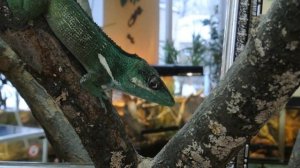 Анолис Рыцарь, демонстрация "флажка"