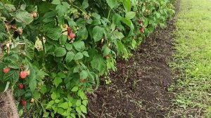 малина, в первый год 1 кг с куста! РЕАЛЬНО!!!