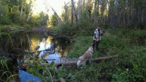 Ремонт крыши в избушке Охота на барсука с лайками Барсук на противоположном берегу пришлось плыть