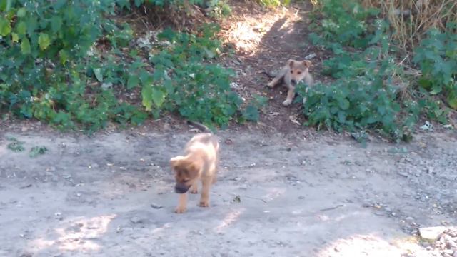 Животные. Бездомная собака со щенками в лесу. Радуются человеку. смотреть онлайн
